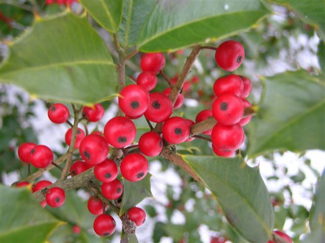 American Holly berries